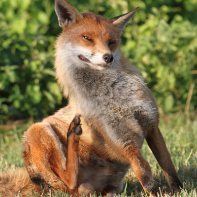fox-17042-1440x900